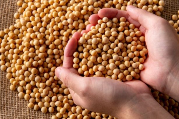 Agenor Vicente Pelissa