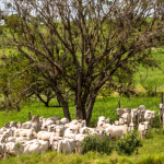João Eustáquio De Almeida Junior explica como a gestão de custos na pecuária moderna ajuda a mapear despesas, reduzir desperdícios e aumentar a rentabilidade do rebanho.