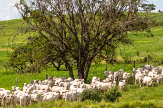 João Eustáquio De Almeida Junior explica como a gestão de custos na pecuária moderna ajuda a mapear despesas, reduzir desperdícios e aumentar a rentabilidade do rebanho.