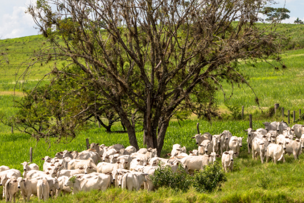 João Eustáquio De Almeida Junior explica como a gestão de custos na pecuária moderna ajuda a mapear despesas, reduzir desperdícios e aumentar a rentabilidade do rebanho.