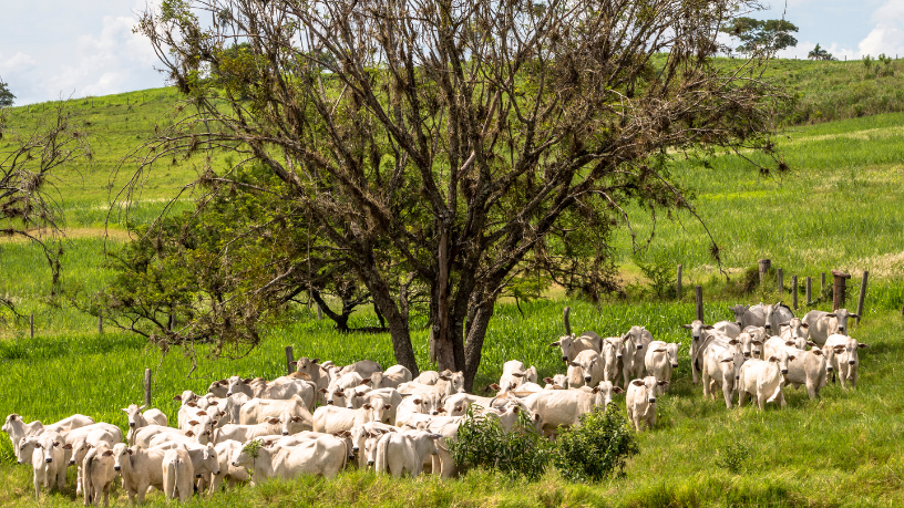 João Eustáquio De Almeida Junior explica como a gestão de custos na pecuária moderna ajuda a mapear despesas, reduzir desperdícios e aumentar a rentabilidade do rebanho.