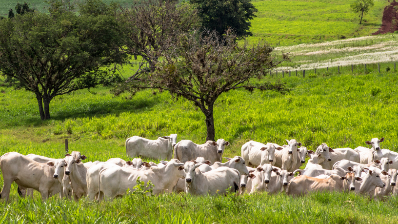Na visão de João Eustáquio De Almeida Junior, controlar custos na pecuária moderna é o caminho para menos perdas, decisões mais estratégicas e um rebanho mais lucrativo.