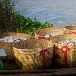 Cestas tradicionais cheias de peixes frescos às margens de um rio.