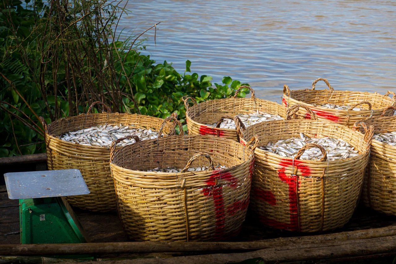 Cestas tradicionais cheias de peixes frescos às margens de um rio.