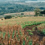 Vista aérea de áreas agrícolas com trechos verdes e secos sob um céu nublado.