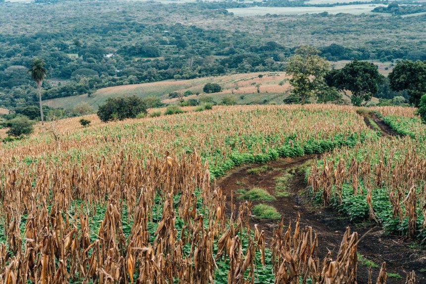 Vista aérea de áreas agrícolas com trechos verdes e secos sob um céu nublado.
